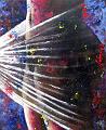 Velada transparencia (óleo sobre tabla 38 x 46 cms)